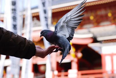 Midsection of a bird flying