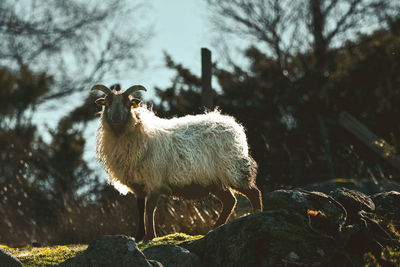 Sheep standing in a field