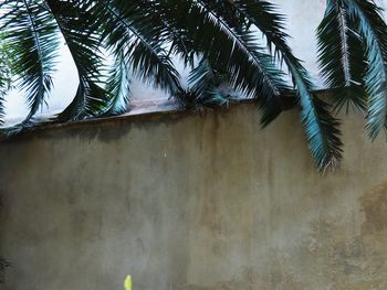 Low angle view of palm trees against the sky