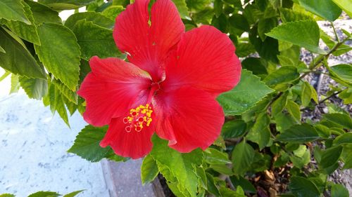 Close-up of red flower