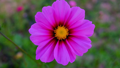 Close-up of cosmos flower blooming outdoors