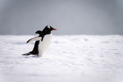 Gentoo penguin waddles across snow extending flippers