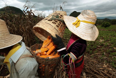 Farmers working in corn field