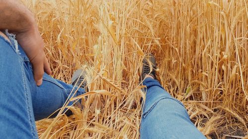 Low section of man sitting at wheat farm