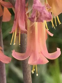 Close-up of pink flowering plant