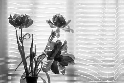 Close-up of flower in vase at home