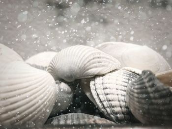 Close-up of seashell on beach