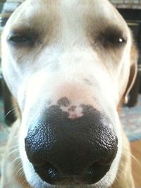 Close-up portrait of dog