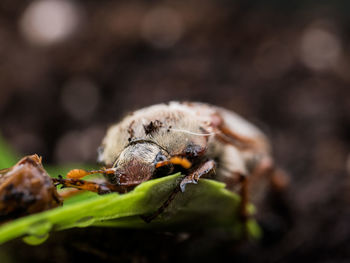 Close-up of bee on leaf
