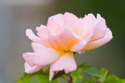 Close-up of pink rose flower