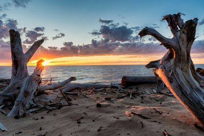 Driftwood on beach against sky during sunset