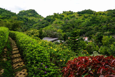 Scenic view of trees and plants against sky