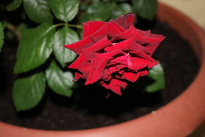 Close-up of red rose in flower pot