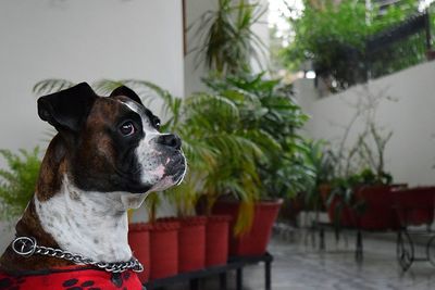 Close-up of boxer dog at porch