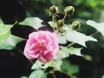 Close-up of pink flowers blooming outdoors