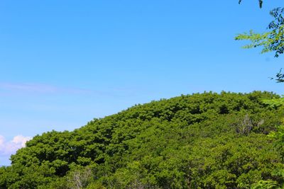 Low angle view of trees against clear blue sky
