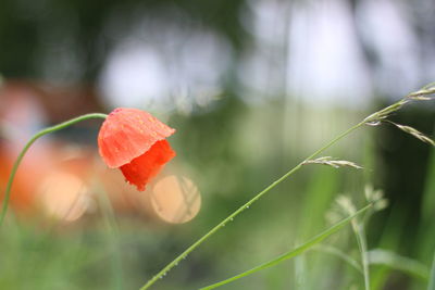 Close-up of red flower blooming outdoors