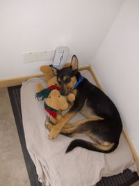 High angle view of dog playing with cat at home