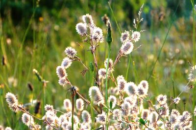 Close-up of flowering plant on field