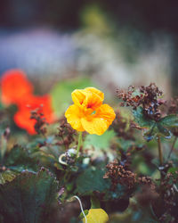 Close-up of yellow flowering plant