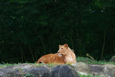 Cat lying on a land