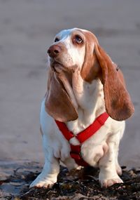 Close-up of a dog looking away