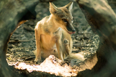 Fox seen through hole