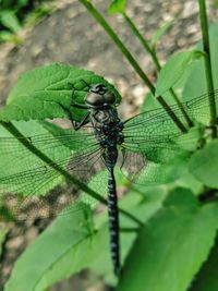 Close-up of insect on leaf