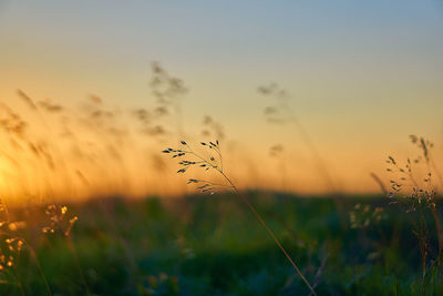 Close-up of silhouette plants on field against sky during sunset