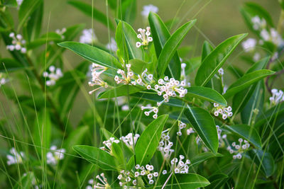 Close-up of small flowering plant