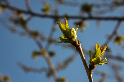 Close-up of flowering plant