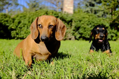 Portrait of dogs on grassy field