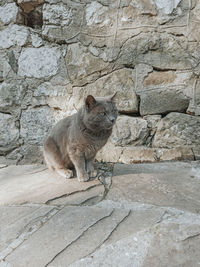 Cat sitting on wall