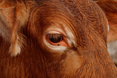 Close-up of cow