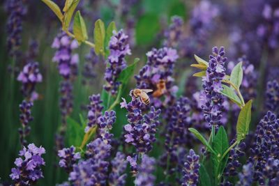 Close-up of bee on purple flowers