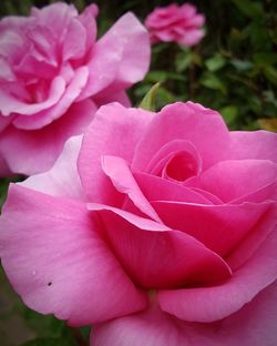 Close-up of pink rose blooming outdoors