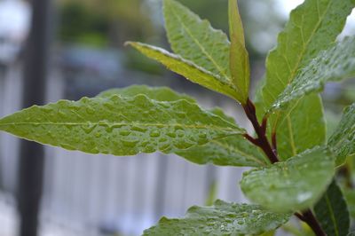 Close-up of wet plant