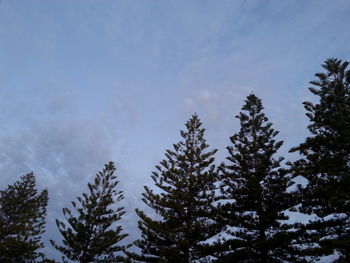 Low angle view of trees against blue sky