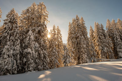 Snow covered trees against sky