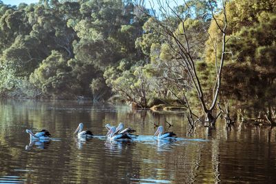 Swans swimming in lake against trees