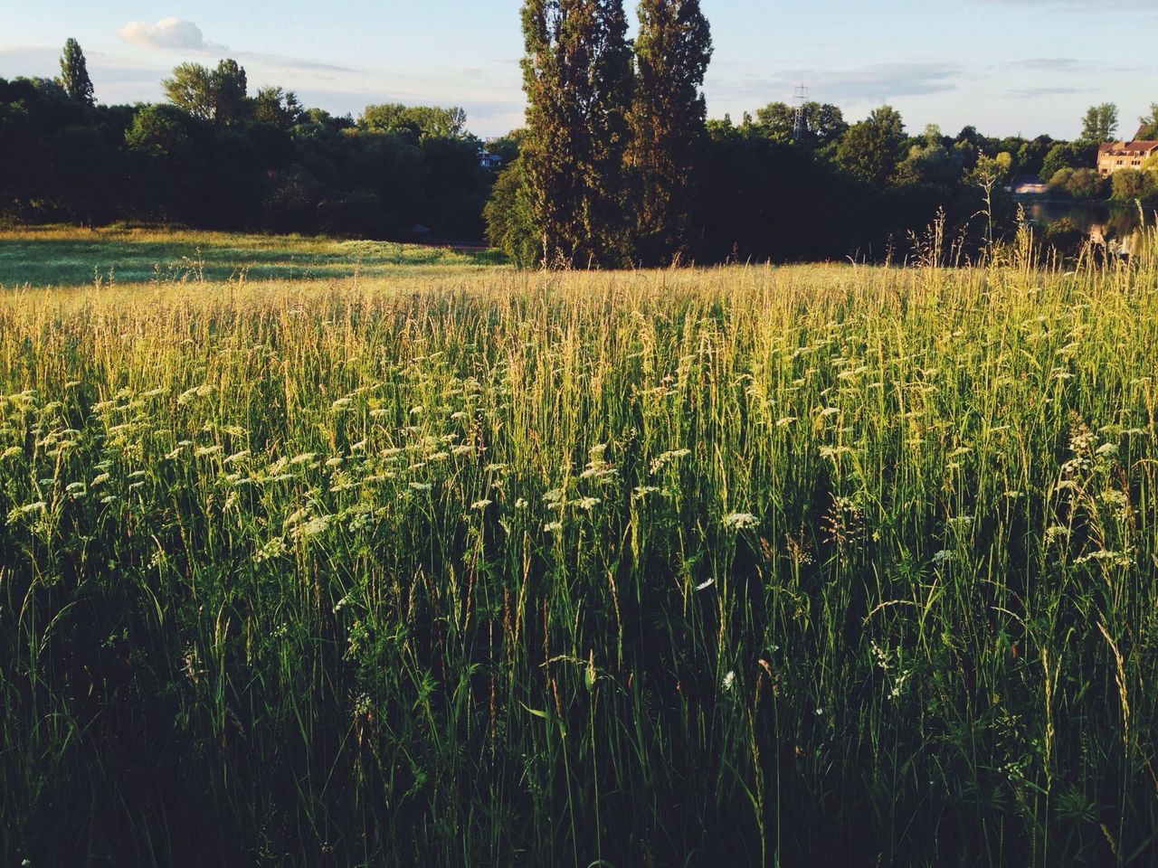 field, growth, rural scene, agriculture, landscape, tranquility, tranquil scene, farm, crop, grass, nature, beauty in nature, sky, tree, scenics, plant, cultivated land, green color, growing, outdoors