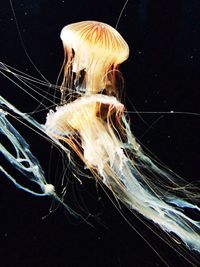 Close-up of jellyfish over black background