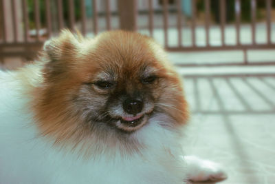 Close-up portrait of puppy