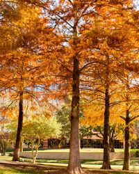 Autumn trees in park