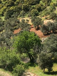 High angle view of trees in forest