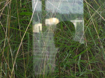 Close-up of plants