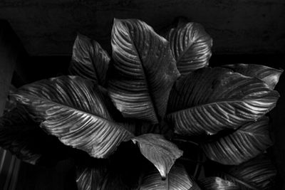 Close-up of stack of wood