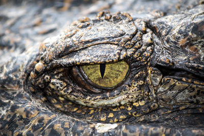 Close-up of a lizard