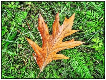 Close-up of leaves on field