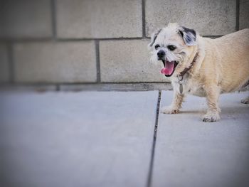 Portrait of dog on footpath